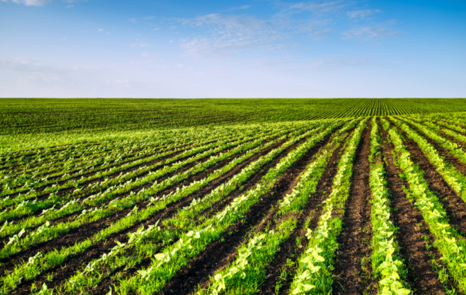 土壤缺什么？補(bǔ)什么?